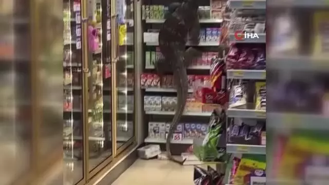 - Dev kertenkele girdiği markette paniğe neden oldu - Dev kertenkele girdiği markette paniğe neden oldu