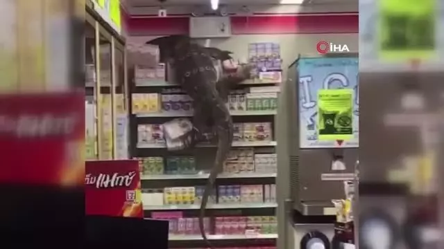 - Dev kertenkele girdiği markette paniğe neden oldu - Dev kertenkele girdiği markette paniğe neden oldu
