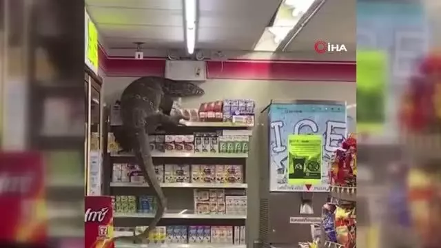 - Dev kertenkele girdiği markette paniğe neden oldu - Dev kertenkele girdiği markette paniğe neden oldu