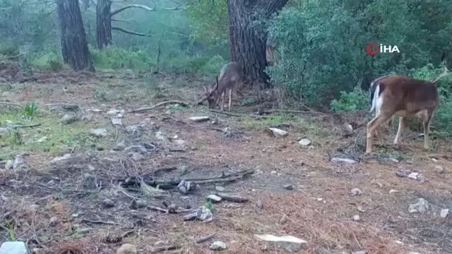 Doğaya bırakılan alageyikler yeni yaşam alanına uyum sağladı Doğaya bırakılan alageyikler yeni yaşam alanına uyum sağladı