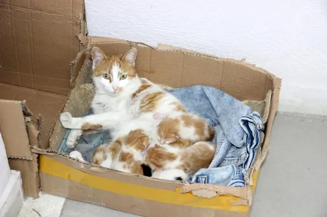 Karaman'da yürek ısıtan görüntüler...Doğumu yaklaşan kedi diş kliniğine gelerek adeta yardım istedi Karaman'da yürek ısıtan görüntüler...Doğumu yaklaşan kedi diş kliniğine gelerek adeta yardım istedi