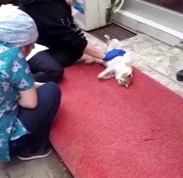 Karaman'da yürek ısıtan görüntüler...Doğumu yaklaşan kedi diş kliniğine gelerek adeta yardım istedi Karaman'da yürek ısıtan görüntüler...Doğumu yaklaşan kedi diş kliniğine gelerek adeta yardım istedi