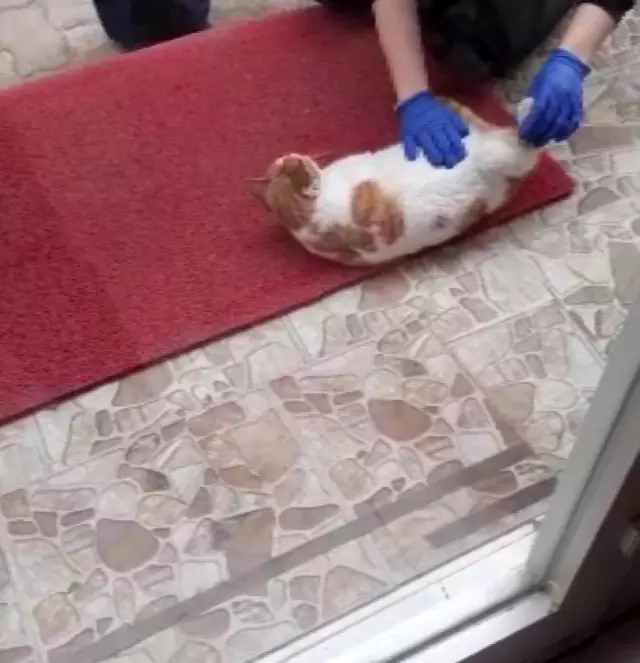 Karaman'da yürek ısıtan görüntüler...Doğumu yaklaşan kedi diş kliniğine gelerek adeta yardım istedi Karaman'da yürek ısıtan görüntüler...Doğumu yaklaşan kedi diş kliniğine gelerek adeta yardım istedi
