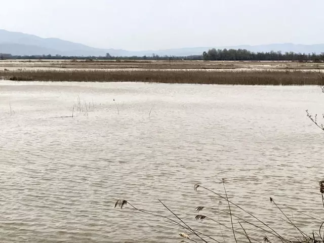 Efteni Gölü'nün su seviyesi iskeleye kadar yükseldi Efteni Gölü'nün su seviyesi iskeleye kadar yükseldi