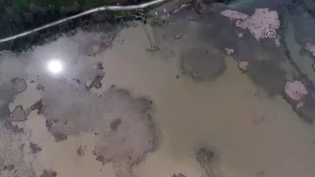'Efteni Kuş Cenneti'nin güzelliği drone ile görüntülendi 'Efteni Kuş Cenneti'nin güzelliği drone ile görüntülendi