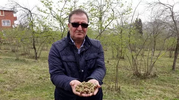 FINDIKTA 'KOZALAK AKARI' TEHLİKESİNE KARŞI HAREKETE GEÇİLDİ FINDIKTA 'KOZALAK AKARI' TEHLİKESİNE KARŞI HAREKETE GEÇİLDİ