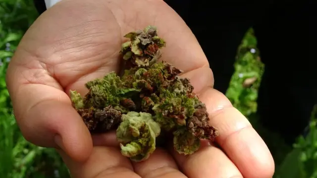 Fındıkta yeni tehlike: Kozalak akarı Fındıkta yeni tehlike: Kozalak akarı