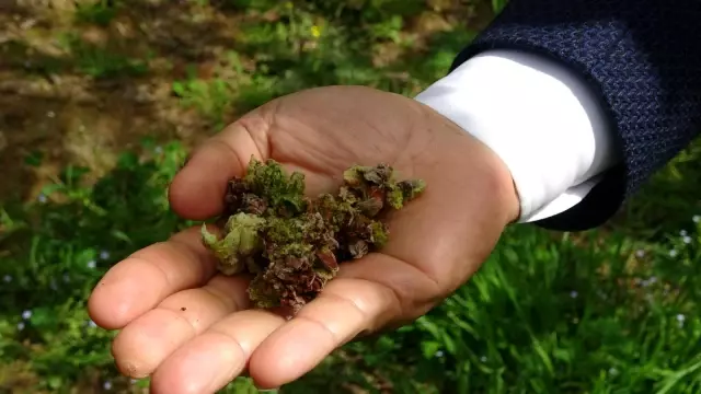 Fındıkta yeni tehlike: Kozalak akarı Fındıkta yeni tehlike: Kozalak akarı