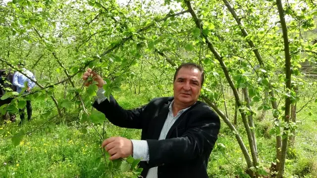 Fındıkta yeni tehlike: Kozalak akarı Fındıkta yeni tehlike: Kozalak akarı