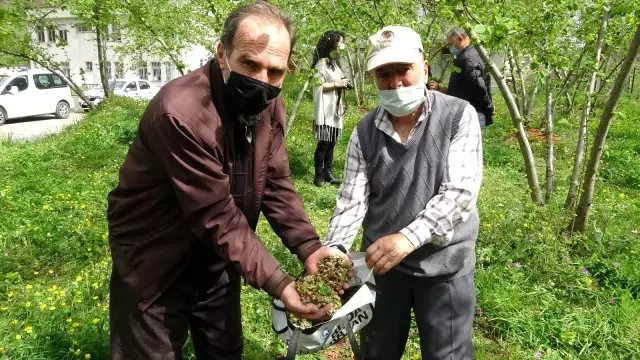 Fındıkta yeni tehlike: Kozalak akarı Fındıkta yeni tehlike: Kozalak akarı