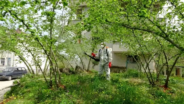 Fındıkta yeni tehlike: Kozalak akarı Fındıkta yeni tehlike: Kozalak akarı
