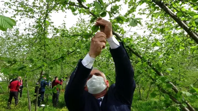 Fındıkta yeni tehlike: Kozalak akarı Fındıkta yeni tehlike: Kozalak akarı