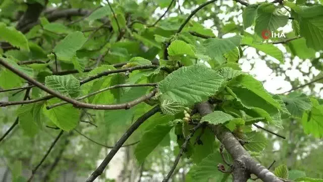 Fındıkta yeni tehlike: Kozalak akarı Fındıkta yeni tehlike: Kozalak akarı