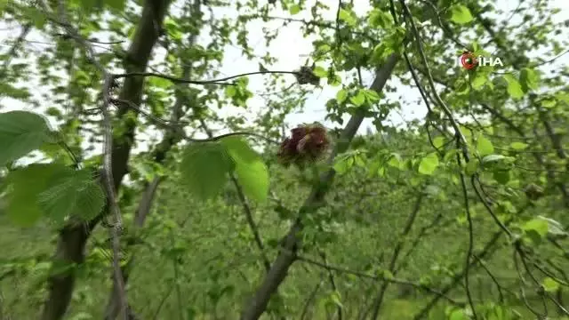 Fındıkta yeni tehlike: Kozalak akarı Fındıkta yeni tehlike: Kozalak akarı