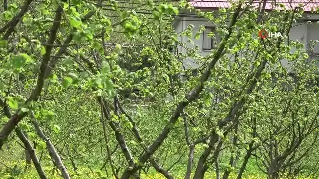 Fındıkta yeni tehlike: Kozalak akarı Fındıkta yeni tehlike: Kozalak akarı