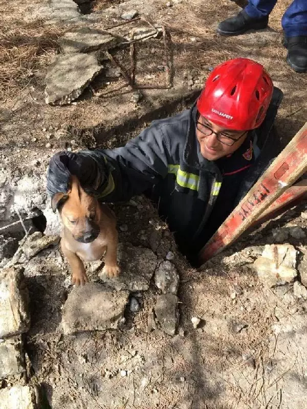 Son dakika haberi | Foseptiğe düşen yavru köpek kurtarıldı, annesi bir an bölgeden ayrılmadı Son dakika haberi | Foseptiğe düşen yavru köpek kurtarıldı, annesi bir an bölgeden ayrılmadı