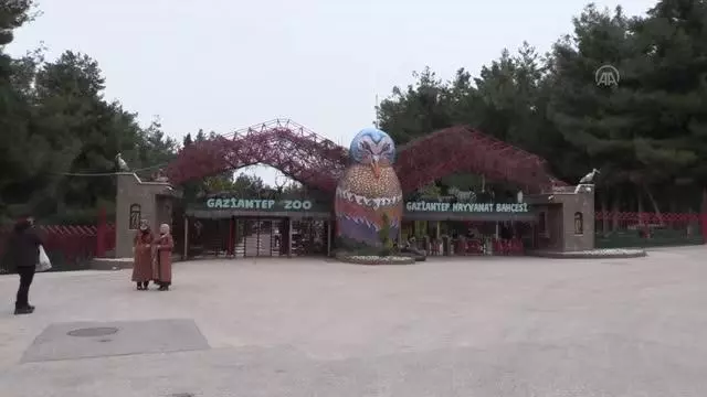 GAZİANTEP - Şempanze 'Can' ile yavru ayı 'Boncuk'un dostluğu görenleri şaşırtıyor GAZİANTEP - Şempanze 'Can' ile yavru ayı 'Boncuk'un dostluğu görenleri şaşırtıyor