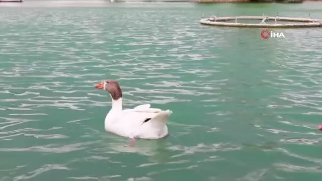 Gelin damat Pamukkale'de masa tenisinde yarıştı Gelin damat Pamukkale'de masa tenisinde yarıştı