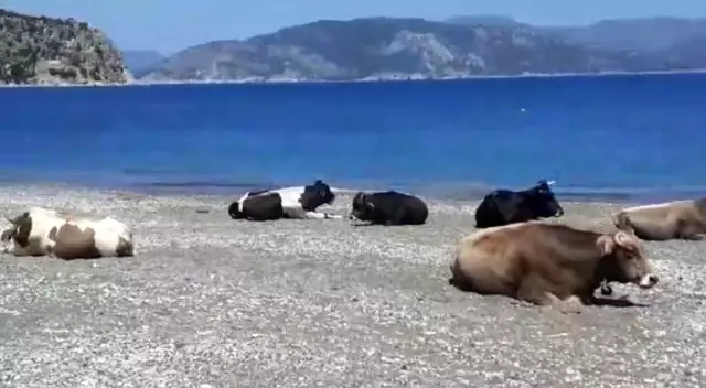 Gören dönüp bir daha baktı Gören dönüp bir daha baktı