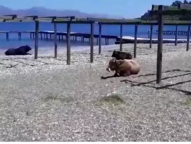 Gören dönüp bir daha baktı Gören dönüp bir daha baktı