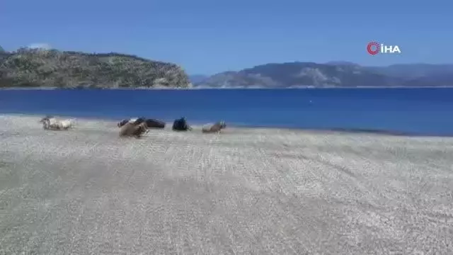 Gören dönüp bir daha baktı Gören dönüp bir daha baktı