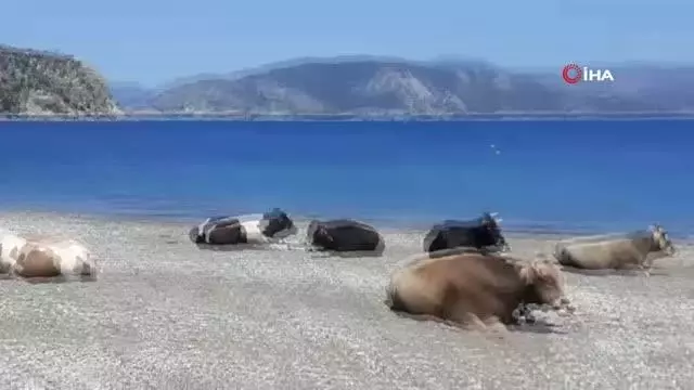 Gören dönüp bir daha baktı Gören dönüp bir daha baktı