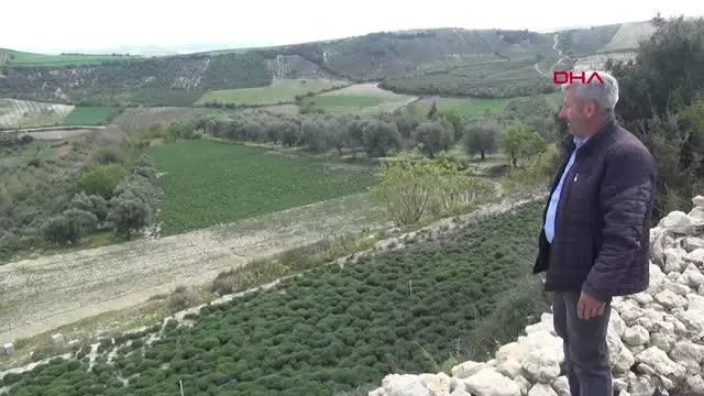 HATAY ŞİFA DEPOSU ZAHTER, MAHALLENİN GEÇİM KAYNAĞI HALİNE GELDİ; KİLOSU 20 TL HATAY ŞİFA DEPOSU ZAHTER, MAHALLENİN GEÇİM KAYNAĞI HALİNE GELDİ; KİLOSU 20 TL