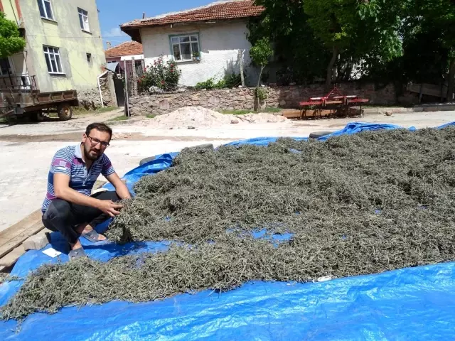 Hisarcık'ta üretilen adaçayını kooperatif pazarlayacak Hisarcık'ta üretilen adaçayını kooperatif pazarlayacak