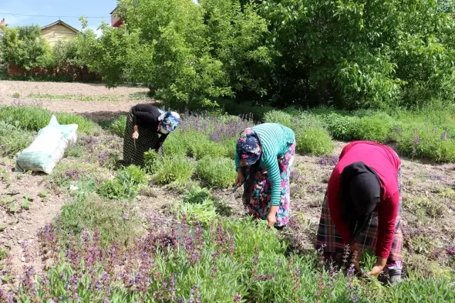 Hisarcık'ta üretilen adaçayını kooperatif pazarlayacak Hisarcık'ta üretilen adaçayını kooperatif pazarlayacak