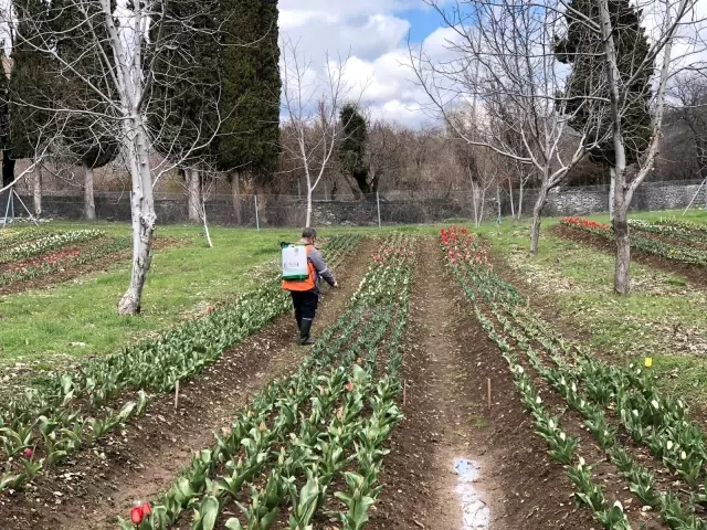 İbradı lale üretim merkezi haline gelecek İbradı lale üretim merkezi haline gelecek