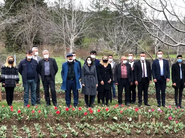 İbradı lale üretim merkezi haline gelecek İbradı lale üretim merkezi haline gelecek