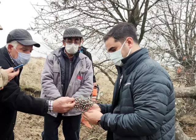 İlçeye katma değer, 24 bin yabani menengiç ağacında Antep fıstığı yetişecek İlçeye katma değer, 24 bin yabani menengiç ağacında Antep fıstığı yetişecek