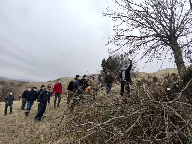 İlçeye katma değer, 24 bin yabani menengiç ağacında Antep fıstığı yetişecek İlçeye katma değer, 24 bin yabani menengiç ağacında Antep fıstığı yetişecek