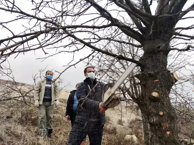 İlçeye katma değer, 24 bin yabani menengiç ağacında Antep fıstığı yetişecek İlçeye katma değer, 24 bin yabani menengiç ağacında Antep fıstığı yetişecek
