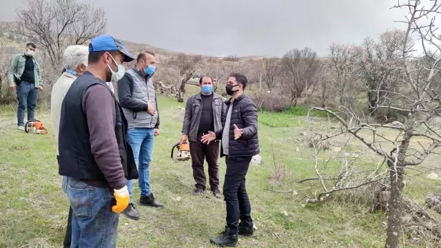 İlçeye katma değer, 24 bin yabani menengiç ağacında Antep fıstığı yetişecek İlçeye katma değer, 24 bin yabani menengiç ağacında Antep fıstığı yetişecek