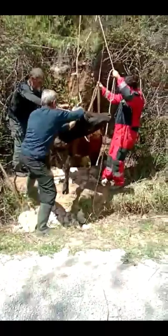 İneği kurtarmak için seferber oldular İneği kurtarmak için seferber oldular