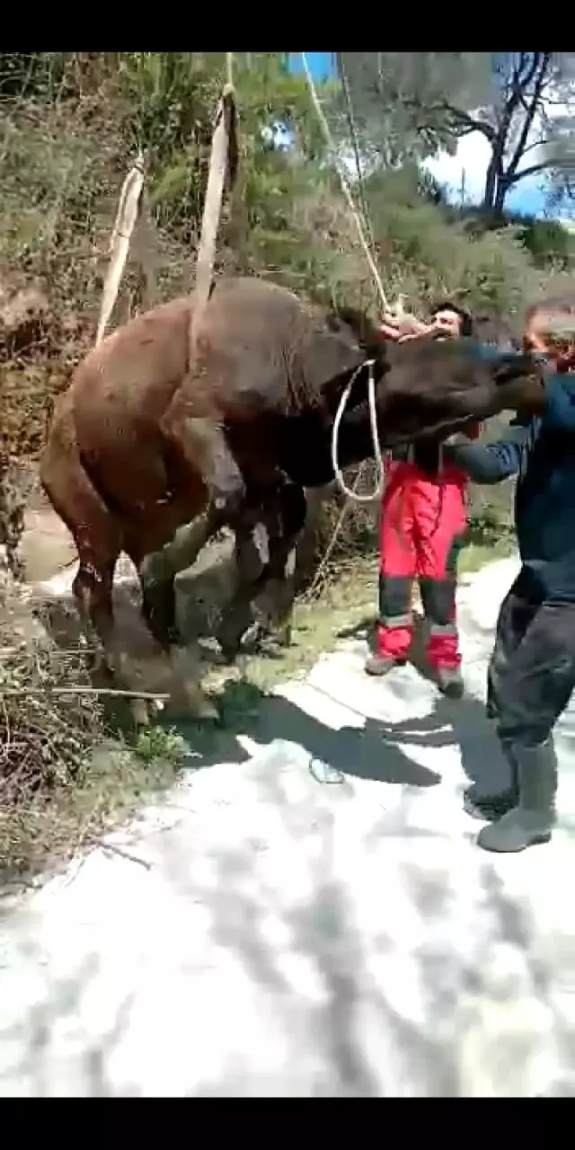 İneği kurtarmak için seferber oldular İneği kurtarmak için seferber oldular