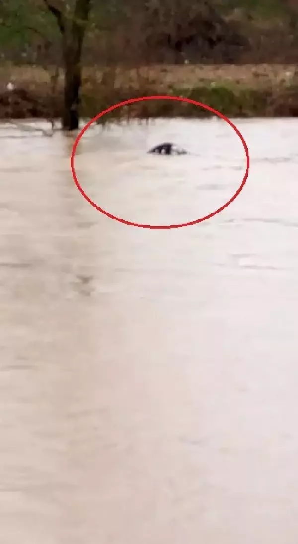 SAĞANAK SONRASI DERENİN SULARINA KAPILAN DANA KAYBOLDU, O ANLAR KAMERAYA YANSIDI SAĞANAK SONRASI DERENİN SULARINA KAPILAN DANA KAYBOLDU, O ANLAR KAMERAYA YANSIDI