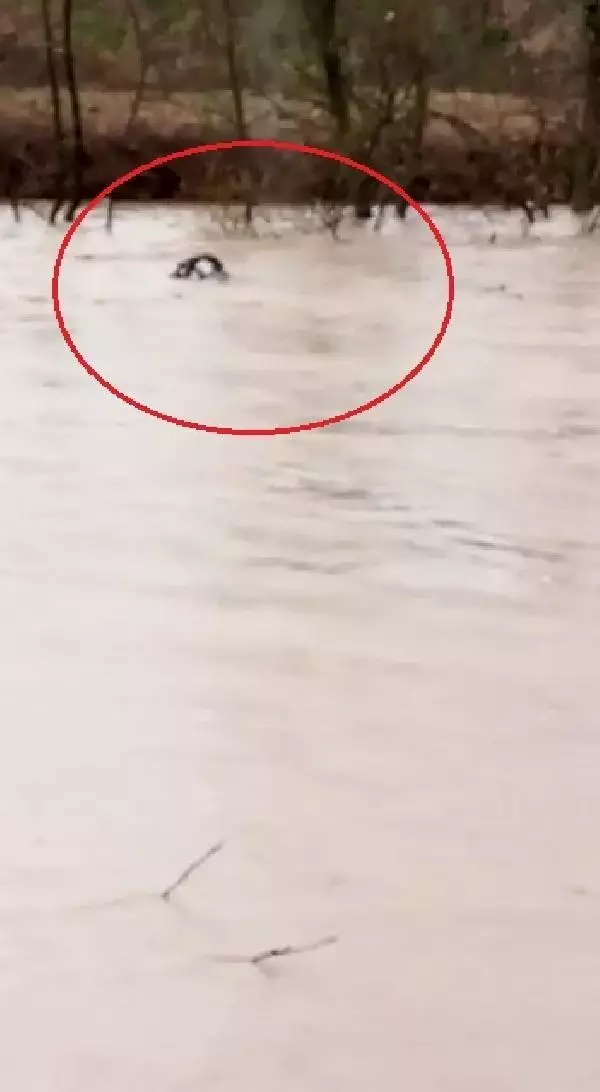 SAĞANAK SONRASI DERENİN SULARINA KAPILAN DANA KAYBOLDU, O ANLAR KAMERAYA YANSIDI SAĞANAK SONRASI DERENİN SULARINA KAPILAN DANA KAYBOLDU, O ANLAR KAMERAYA YANSIDI