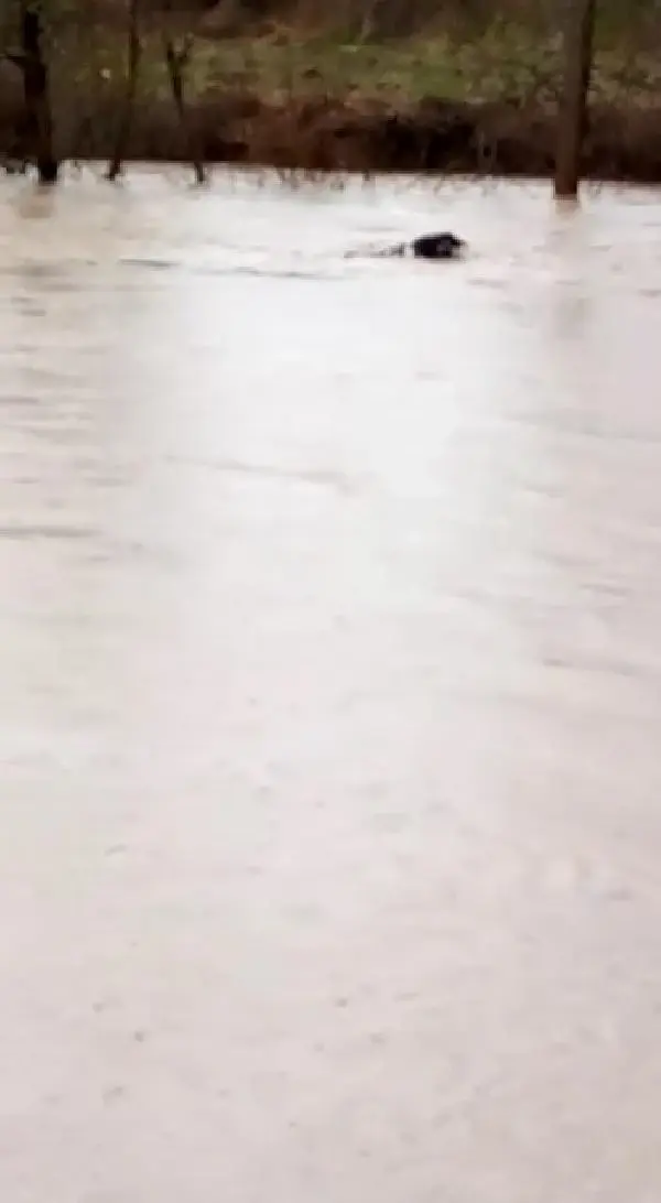 SAĞANAK SONRASI DERENİN SULARINA KAPILAN DANA KAYBOLDU, O ANLAR KAMERAYA YANSIDI SAĞANAK SONRASI DERENİN SULARINA KAPILAN DANA KAYBOLDU, O ANLAR KAMERAYA YANSIDI