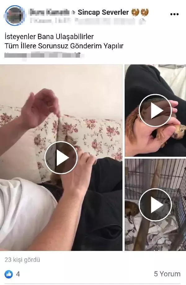 ADANA İNTERNETTEN HAYVAN SATIŞI TEPKİSİ TARANTULA, BAYKUŞ, ALBİNO KİRPİ, YILAN NE ARARSAN VAR ADANA İNTERNETTEN HAYVAN SATIŞI TEPKİSİ TARANTULA, BAYKUŞ, ALBİNO KİRPİ, YILAN NE ARARSAN VAR