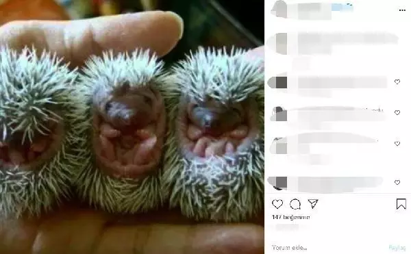 ADANA İNTERNETTEN HAYVAN SATIŞI TEPKİSİ TARANTULA, BAYKUŞ, ALBİNO KİRPİ, YILAN NE ARARSAN VAR ADANA İNTERNETTEN HAYVAN SATIŞI TEPKİSİ TARANTULA, BAYKUŞ, ALBİNO KİRPİ, YILAN NE ARARSAN VAR