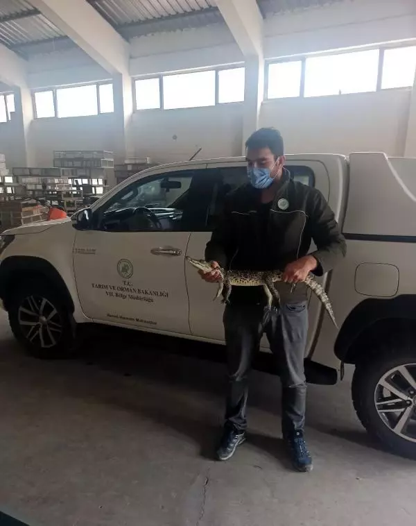 ADANA İNTERNETTEN HAYVAN SATIŞI TEPKİSİ TARANTULA, BAYKUŞ, ALBİNO KİRPİ, YILAN NE ARARSAN VAR ADANA İNTERNETTEN HAYVAN SATIŞI TEPKİSİ TARANTULA, BAYKUŞ, ALBİNO KİRPİ, YILAN NE ARARSAN VAR