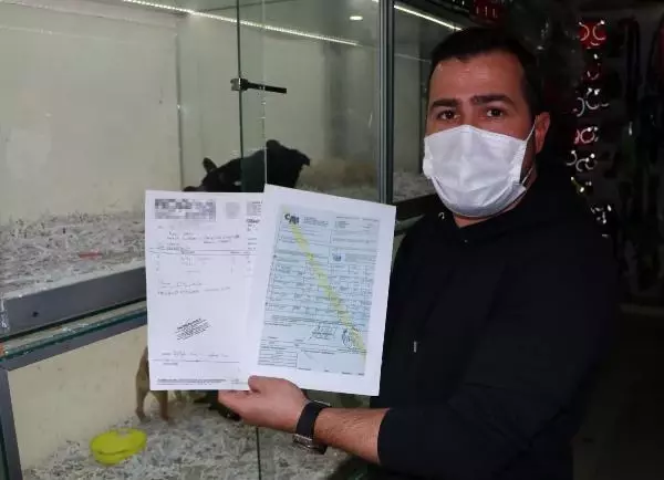 ADANA İNTERNETTEN HAYVAN SATIŞI TEPKİSİ TARANTULA, BAYKUŞ, ALBİNO KİRPİ, YILAN NE ARARSAN VAR ADANA İNTERNETTEN HAYVAN SATIŞI TEPKİSİ TARANTULA, BAYKUŞ, ALBİNO KİRPİ, YILAN NE ARARSAN VAR
