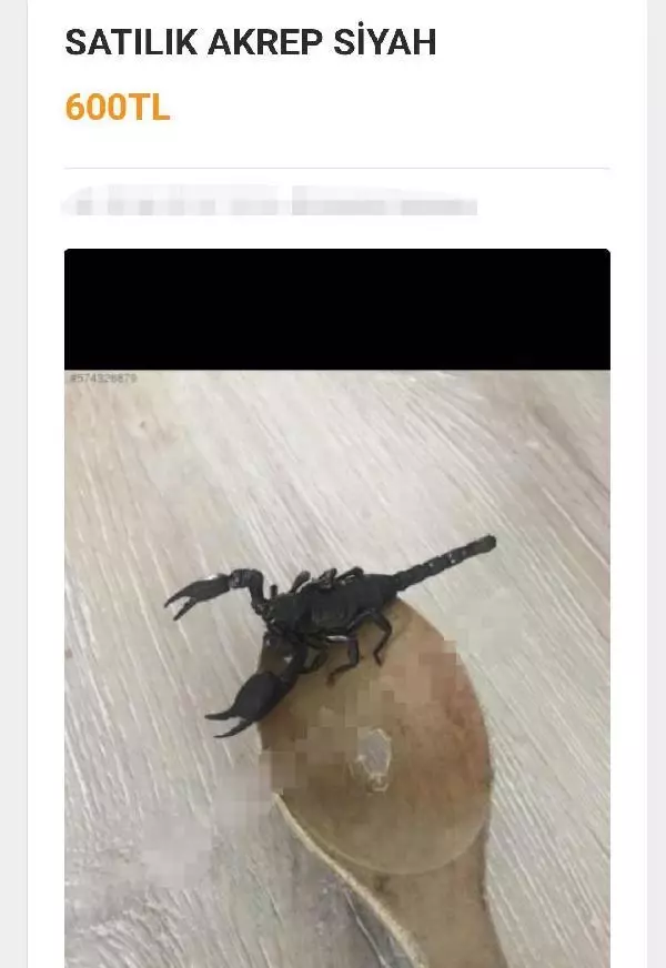 ADANA İNTERNETTEN HAYVAN SATIŞI TEPKİSİ TARANTULA, BAYKUŞ, ALBİNO KİRPİ, YILAN NE ARARSAN VAR ADANA İNTERNETTEN HAYVAN SATIŞI TEPKİSİ TARANTULA, BAYKUŞ, ALBİNO KİRPİ, YILAN NE ARARSAN VAR