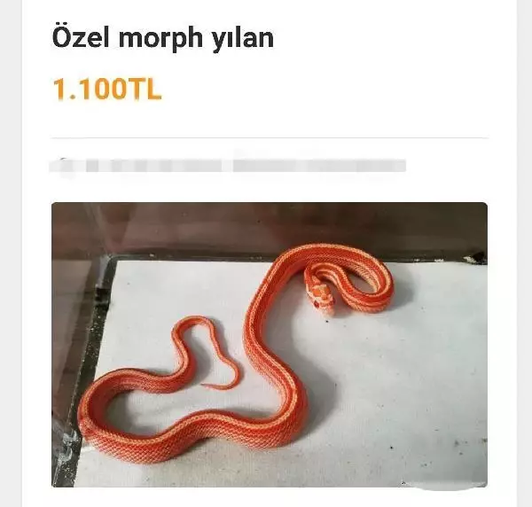 ADANA İNTERNETTEN HAYVAN SATIŞI TEPKİSİ TARANTULA, BAYKUŞ, ALBİNO KİRPİ, YILAN NE ARARSAN VAR ADANA İNTERNETTEN HAYVAN SATIŞI TEPKİSİ TARANTULA, BAYKUŞ, ALBİNO KİRPİ, YILAN NE ARARSAN VAR