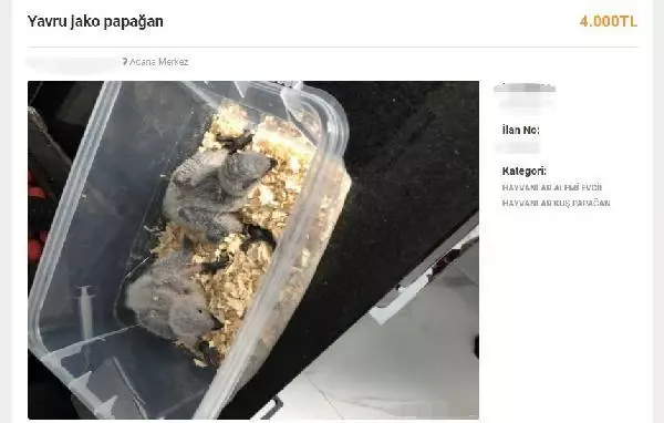ADANA İNTERNETTEN HAYVAN SATIŞI TEPKİSİ TARANTULA, BAYKUŞ, ALBİNO KİRPİ, YILAN NE ARARSAN VAR ADANA İNTERNETTEN HAYVAN SATIŞI TEPKİSİ TARANTULA, BAYKUŞ, ALBİNO KİRPİ, YILAN NE ARARSAN VAR