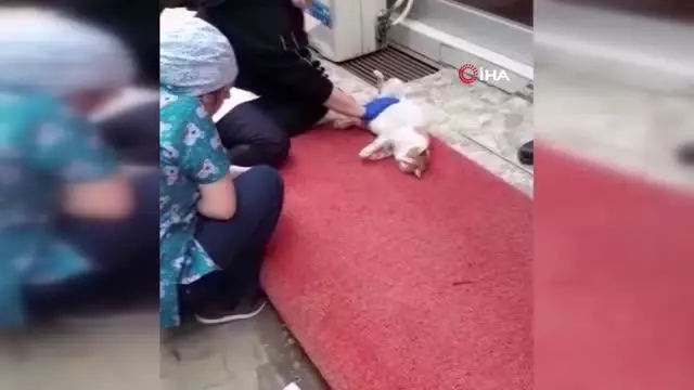 Karaman'da yürek ısıtan görüntüler...Doğumu yaklaşan kedi diş kliniğine gelerek adeta yardım istedi Karaman'da yürek ısıtan görüntüler...Doğumu yaklaşan kedi diş kliniğine gelerek adeta yardım istedi