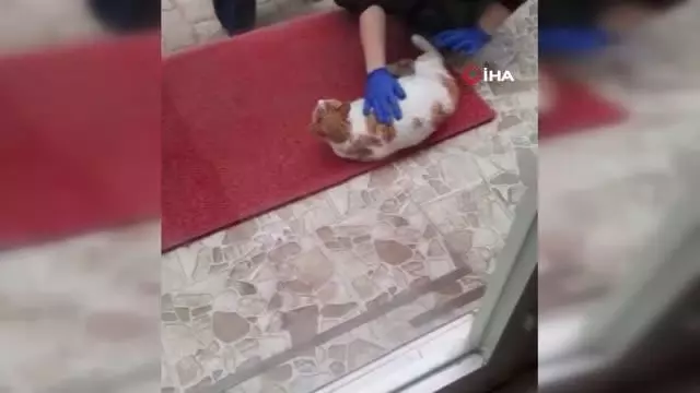 Karaman'da yürek ısıtan görüntüler...Doğumu yaklaşan kedi diş kliniğine gelerek adeta yardım istedi Karaman'da yürek ısıtan görüntüler...Doğumu yaklaşan kedi diş kliniğine gelerek adeta yardım istedi