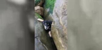 Kayalıklara sıkışan yavru köpeği kurtardı
